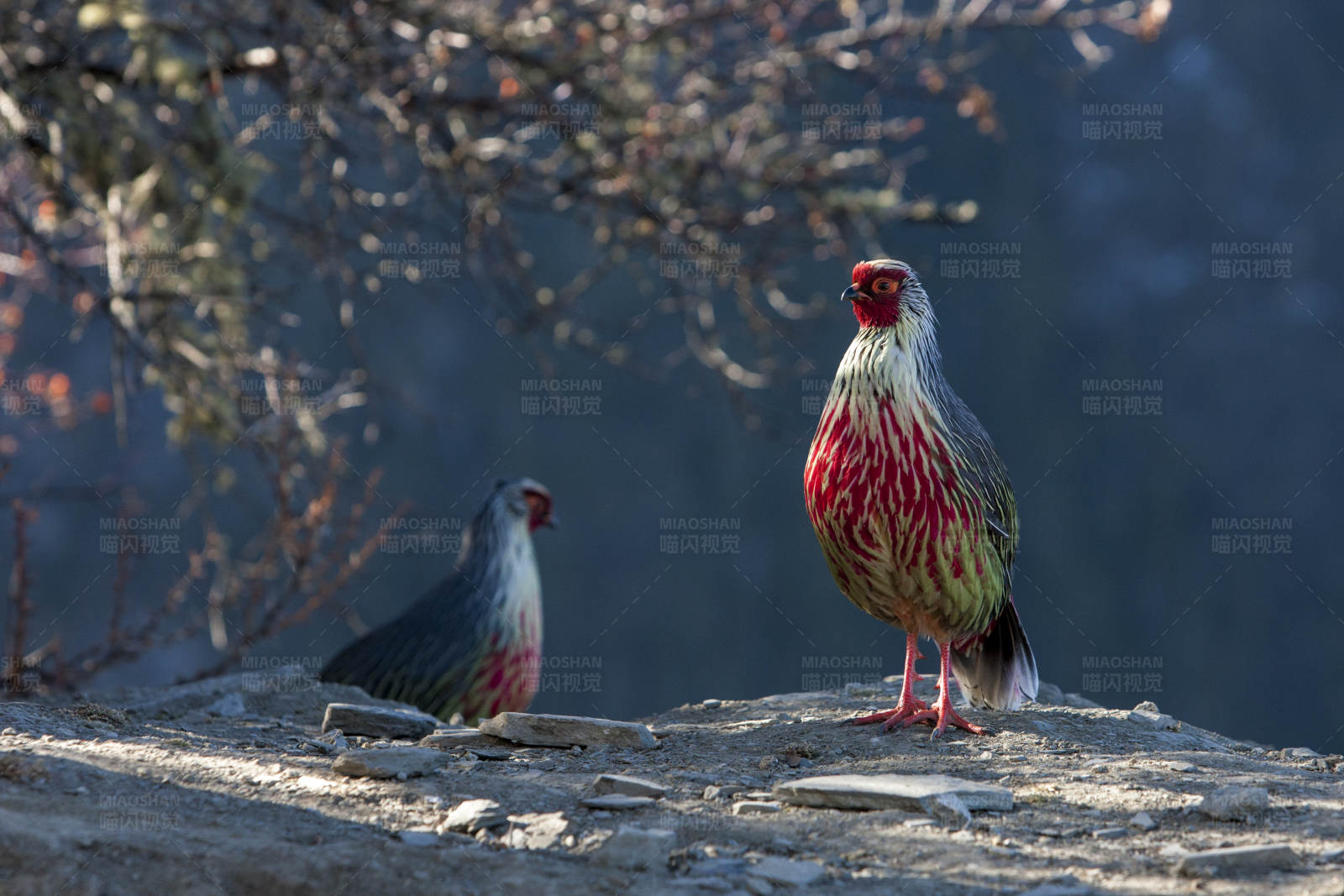 山岩上的两只红腹角雉图片