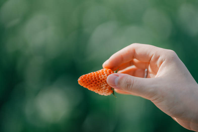 手握新鲜草莓图片