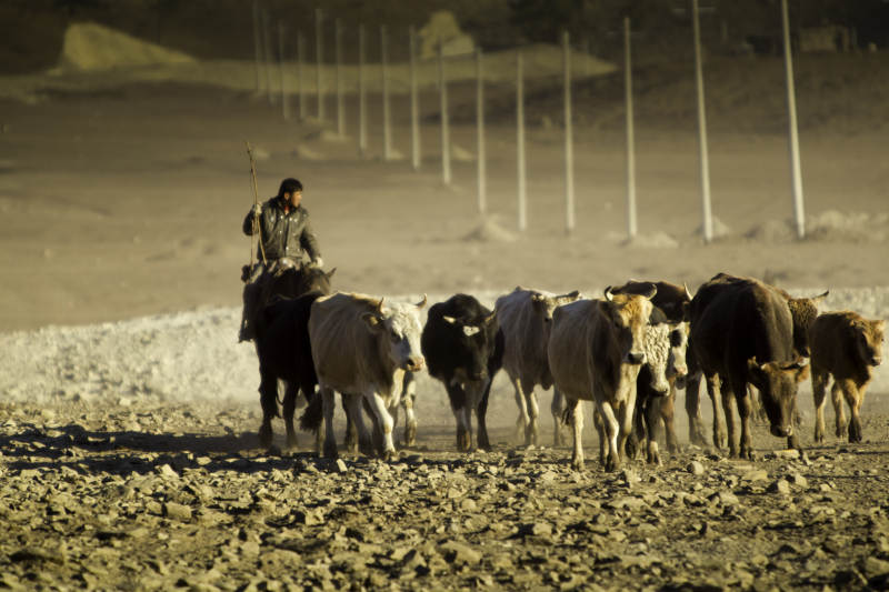 牧牛人与他的牛群图片
