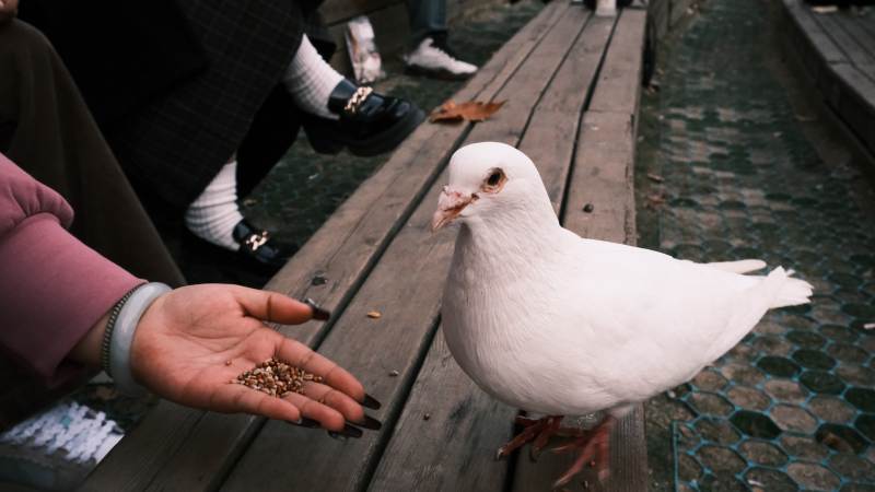 喂食白鸽图片