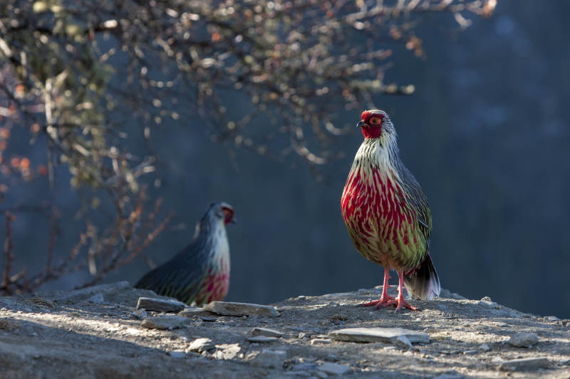 山岩上的两只红腹角雉图片