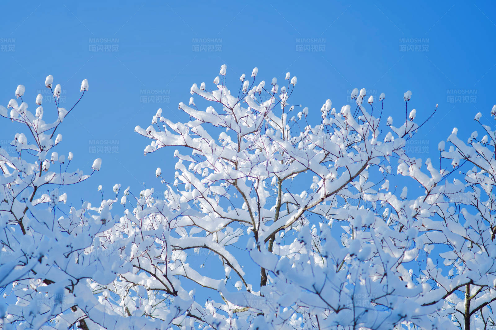 雪覆枝头 冬日美景图片