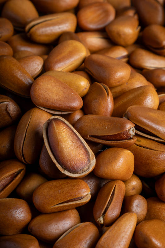 松子堆特写图片