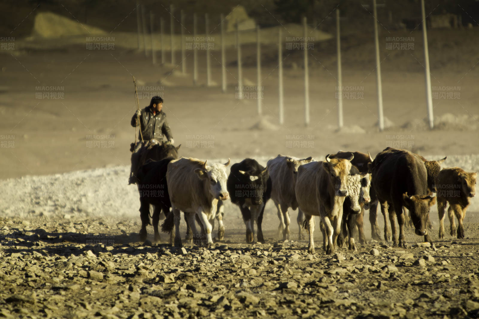 牧牛人与他的牛群图片