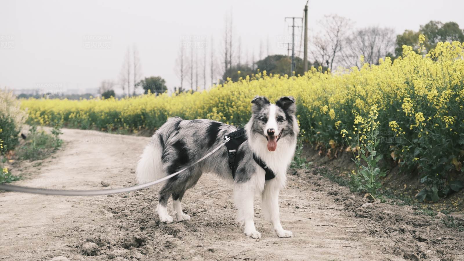 狗在花田间图片