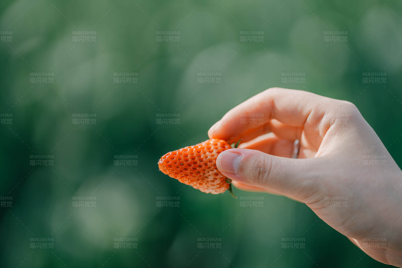 手握新鲜草莓图片