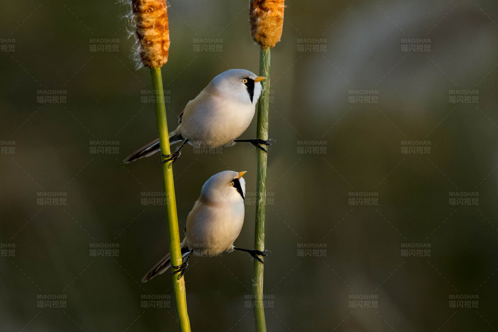 两只文须雀栖息在芦苇上图片