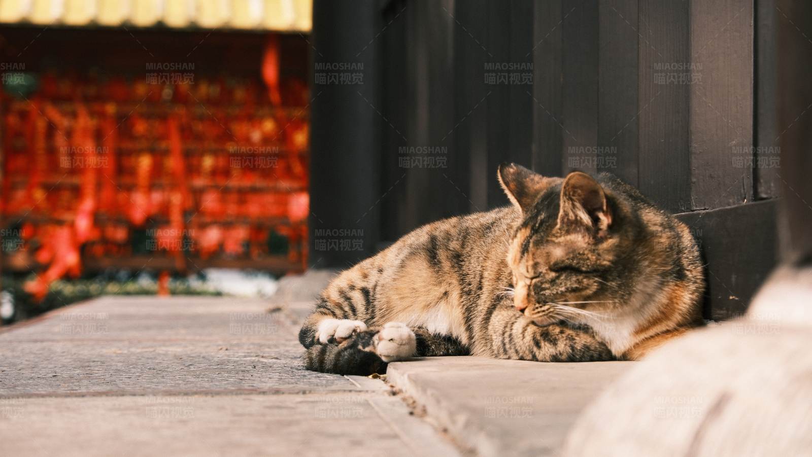 猫咪在门口打盹图片