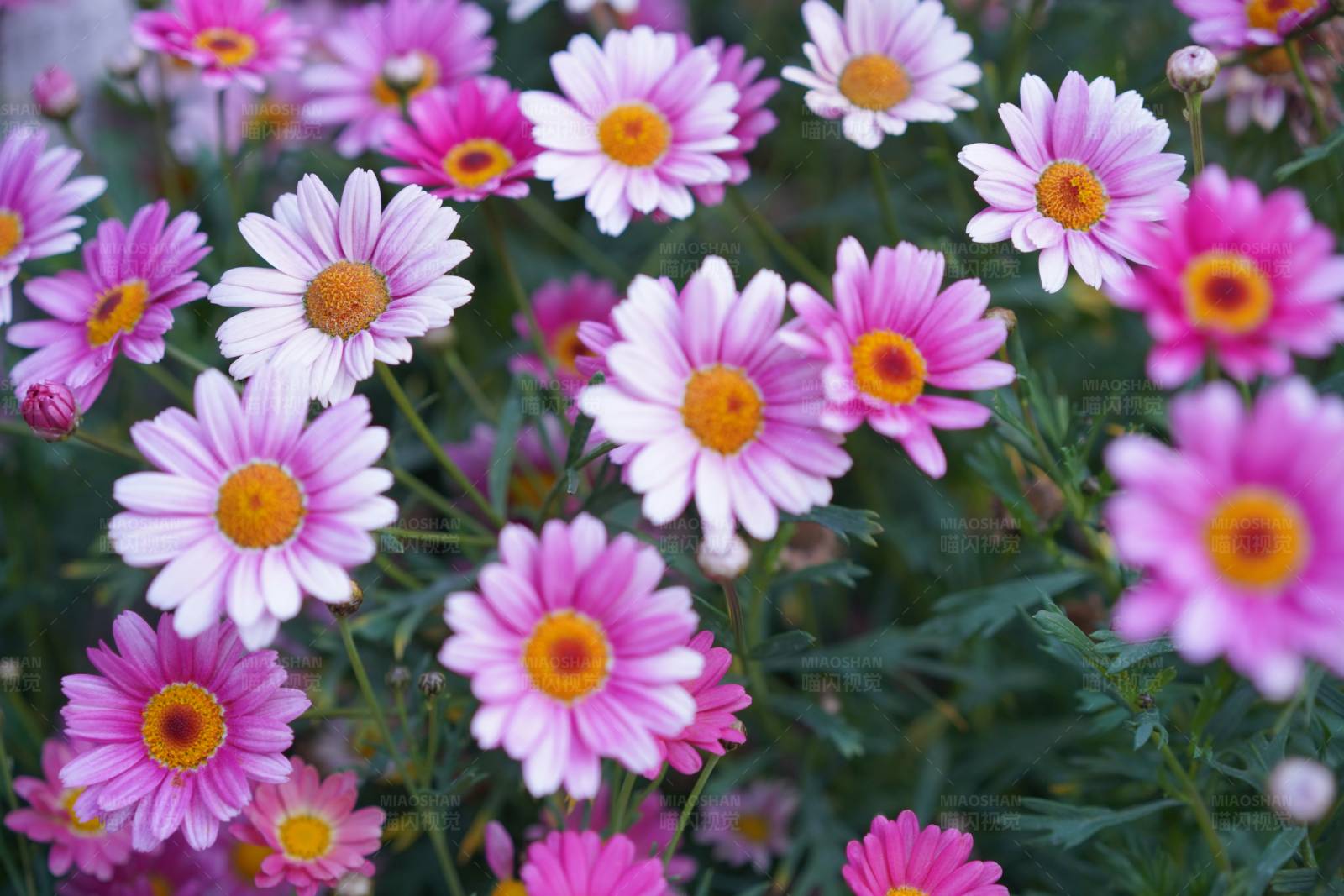 粉色雏菊花园图片