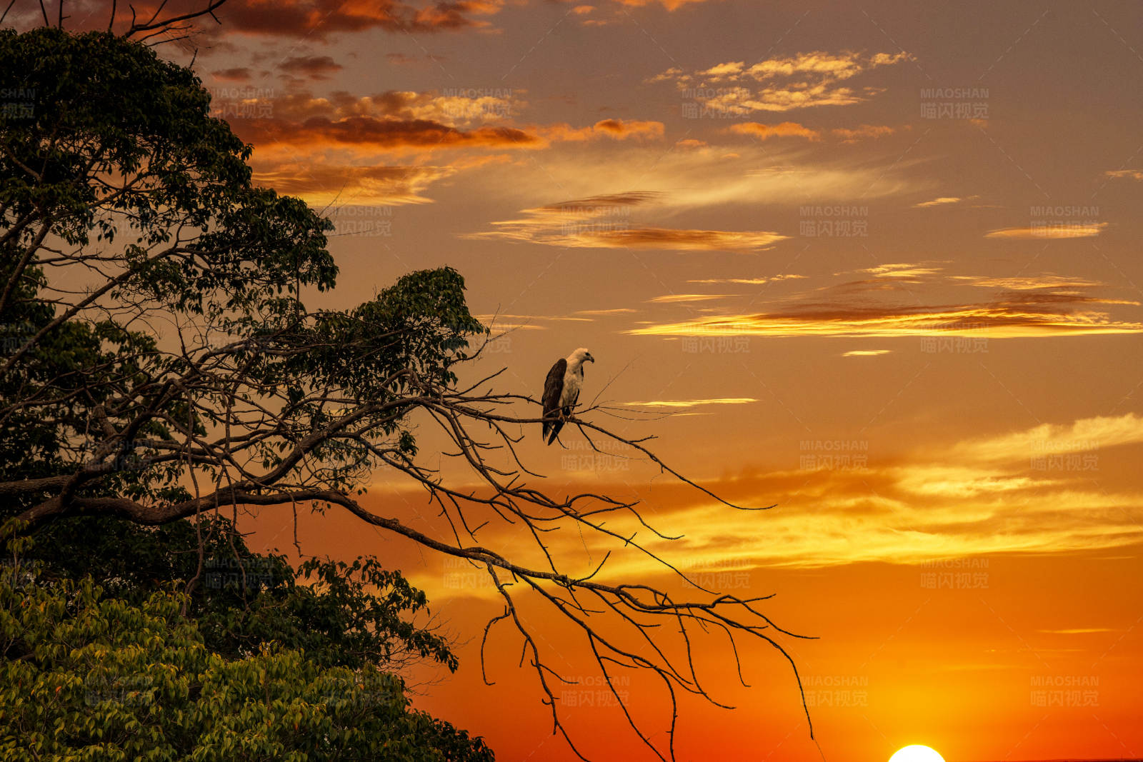 夕阳下的孤鸟图片