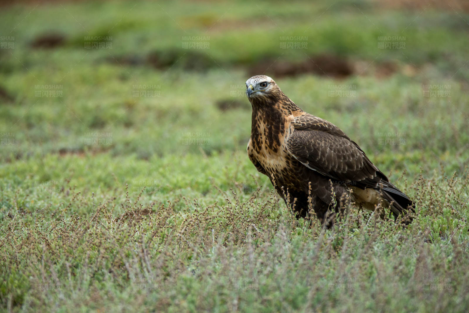 草原上的大鵟图片