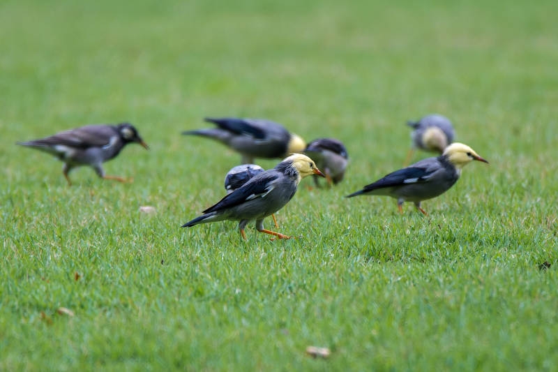 草地上的鸟群图片