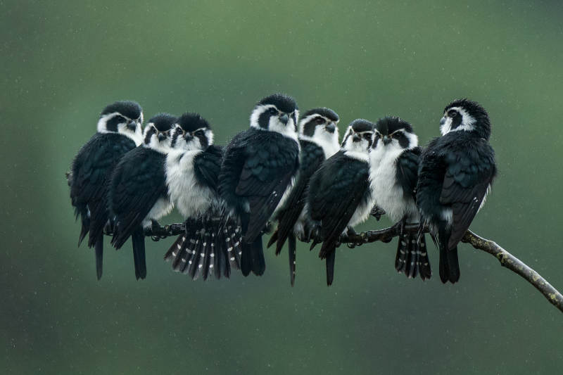 白腿小隼们的聚会图片