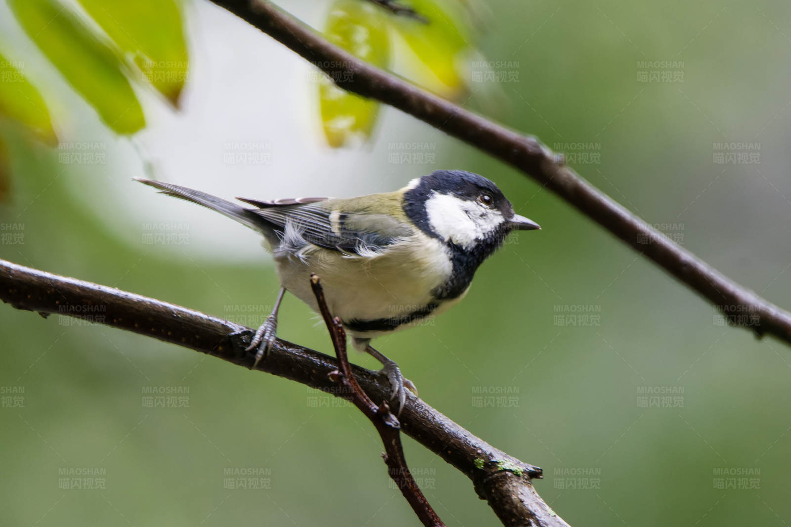 大山雀栖息在树枝上图片