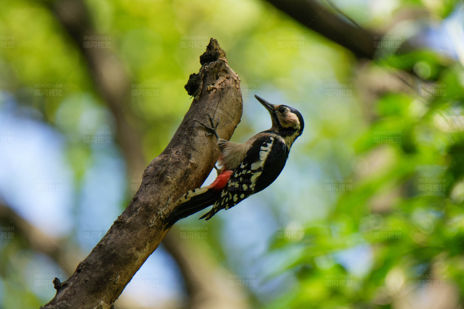 树上的啄木鸟图片