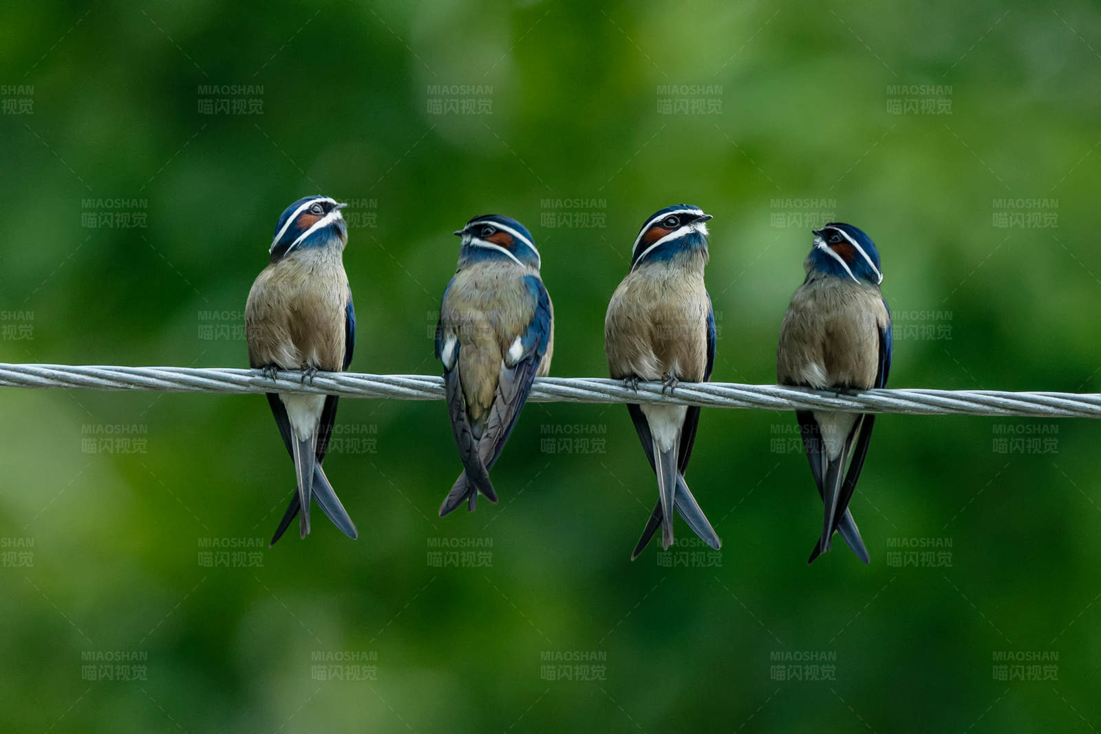 四只小须凤头雨燕图片
