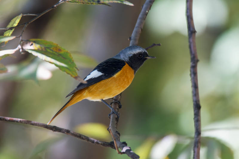 北红尾鸲栖息图片