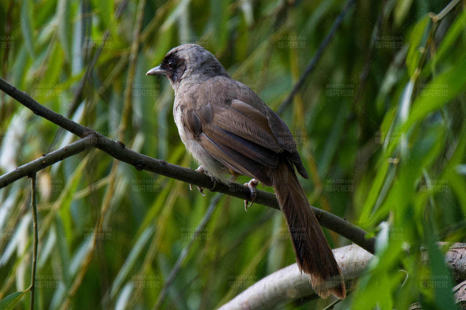竹林中的黑脸噪鹛图片