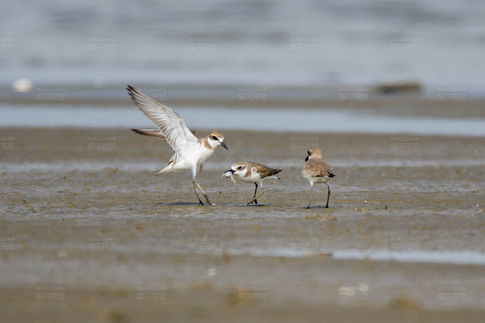 沙滩上的三只鸟图片