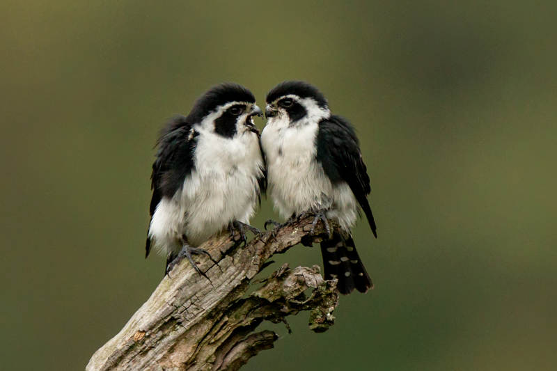 白腿小隼亲吻图片