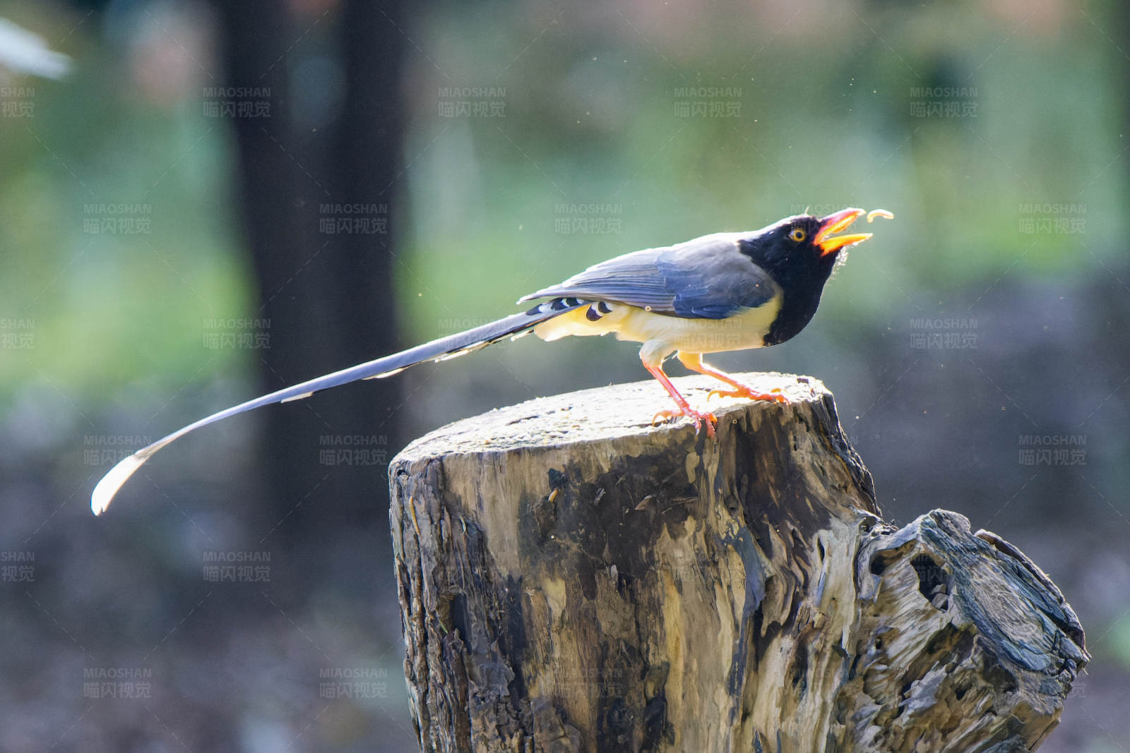 长尾鸟的呼唤图片