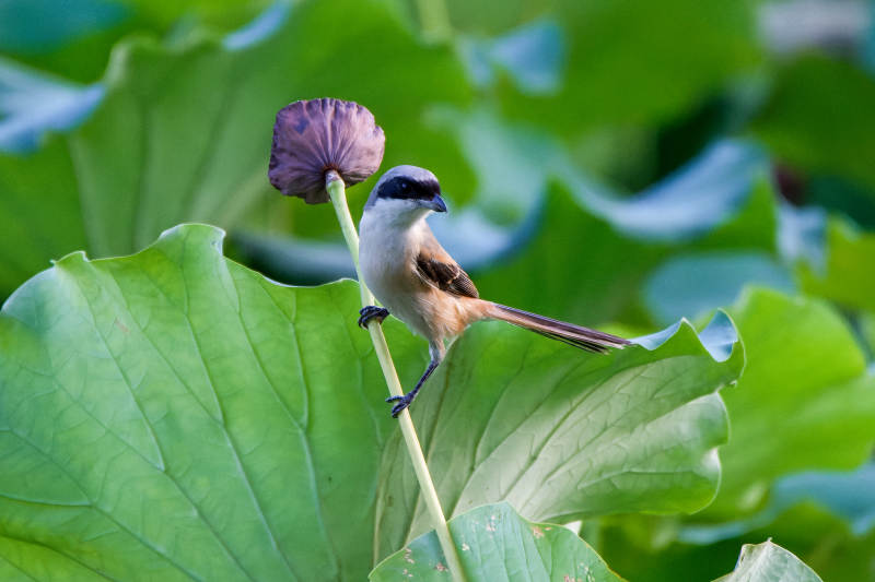 棕背伯劳鸟栖息在荷叶上图片