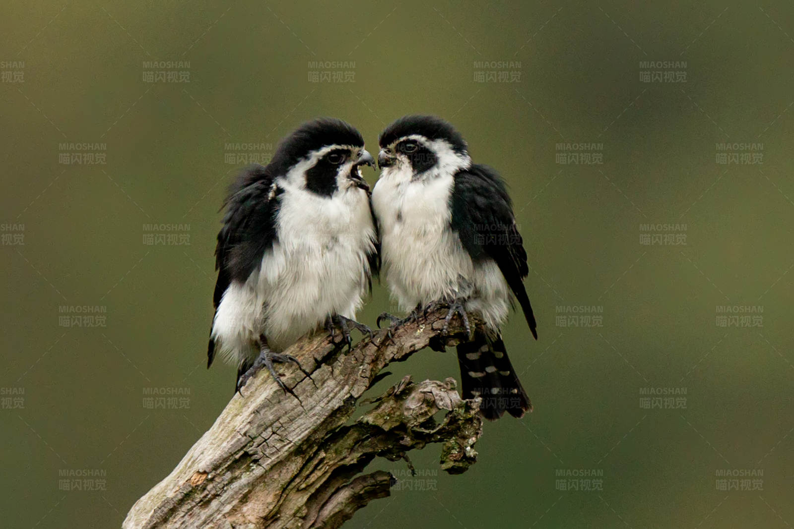 白腿小隼亲吻图片