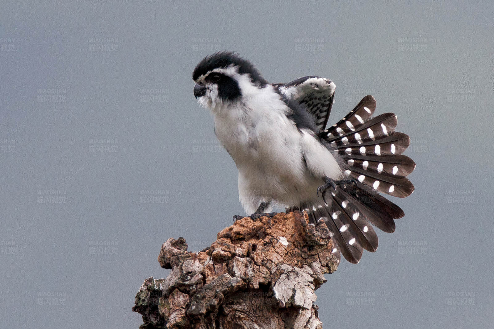 展翅的白腿小隼图片