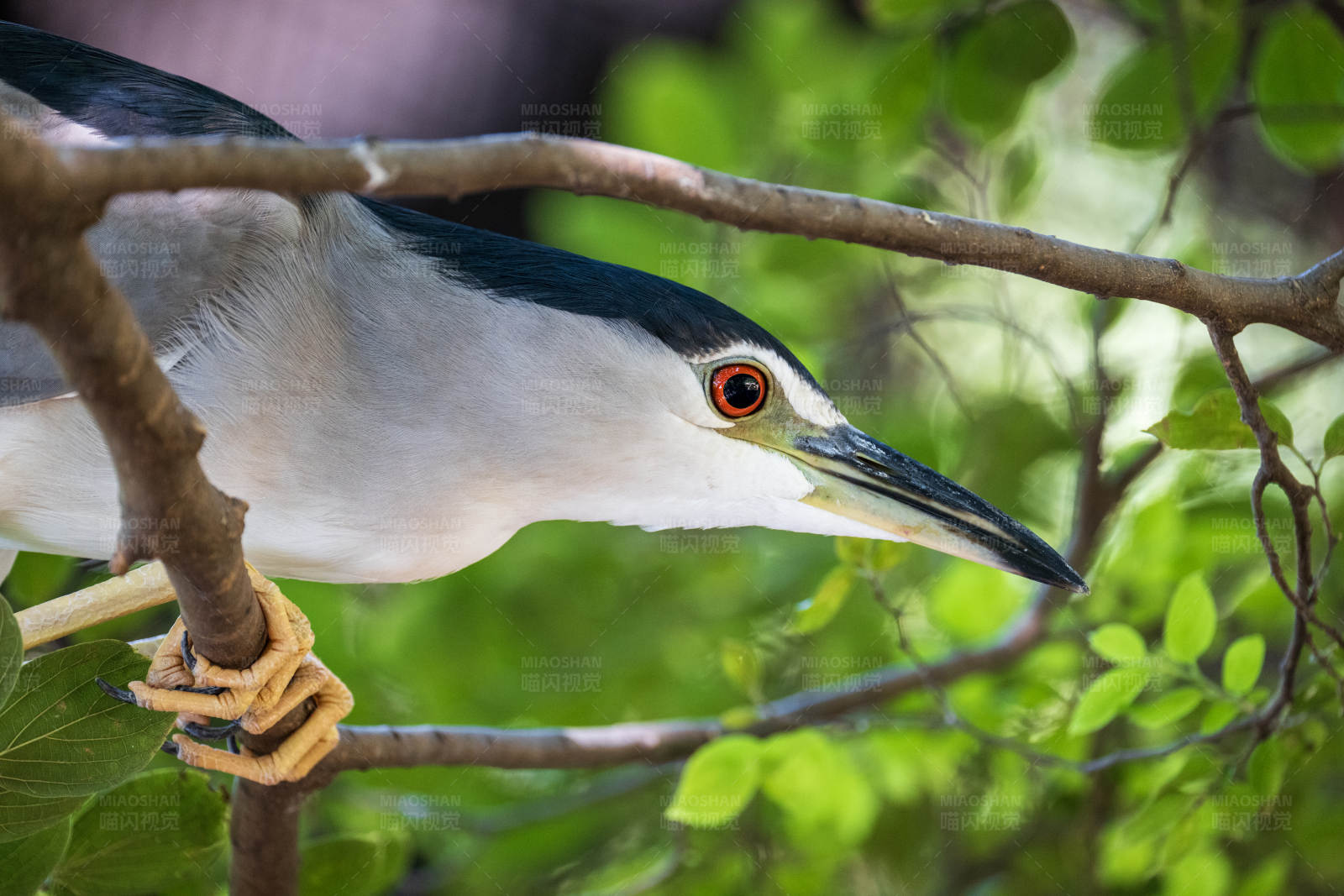 树枝上的白鹭图片