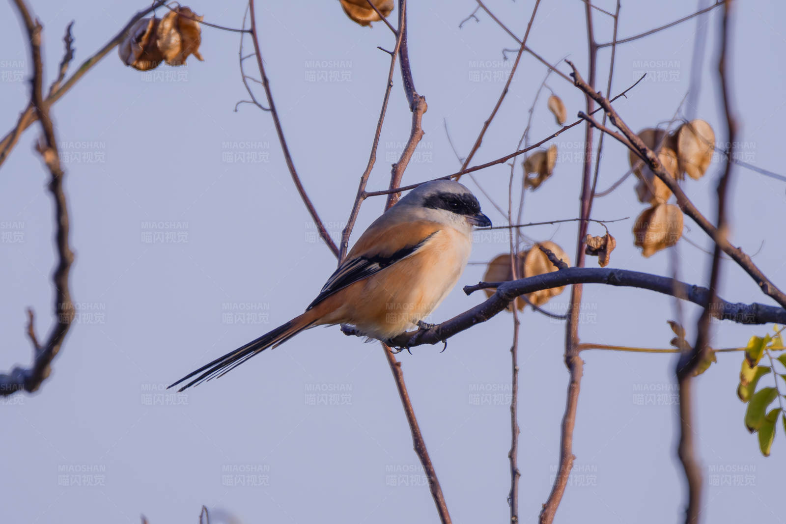 长尾伯劳鸟栖息枝头图片