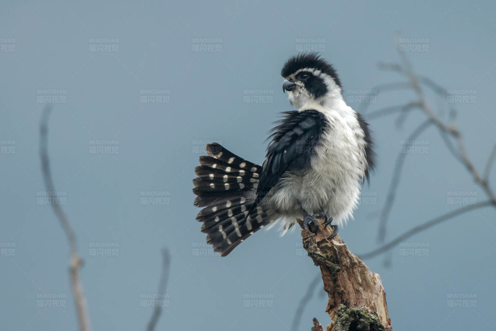 风中展翅的白腿小隼图片