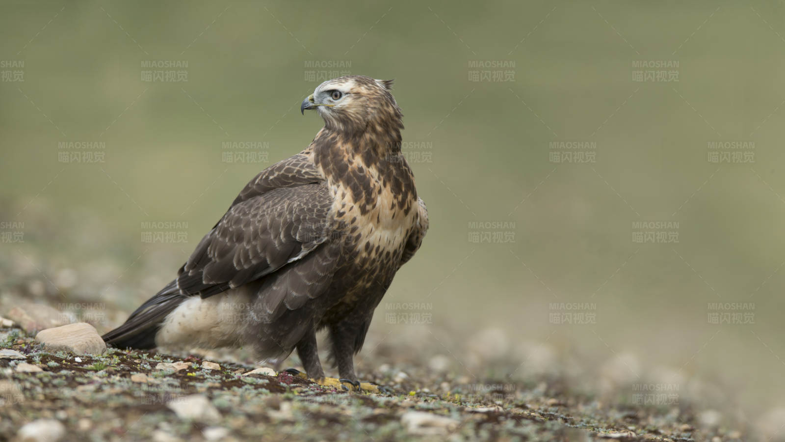 鹰立石上 警视远方图片
