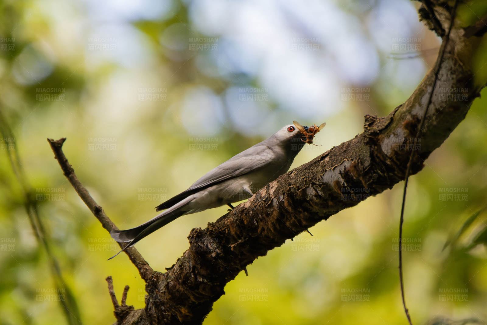 灰卷尾捕食瞬间图片