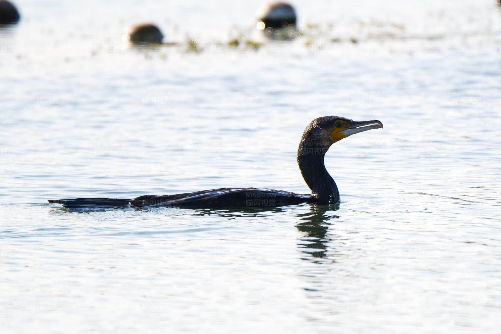 湖中游弋的鸬鹚图片