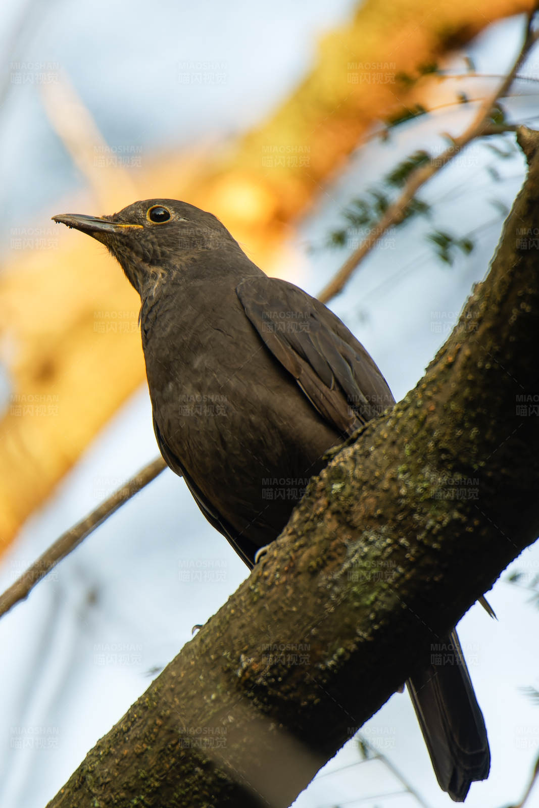 乌鸫栖息在树枝上图片