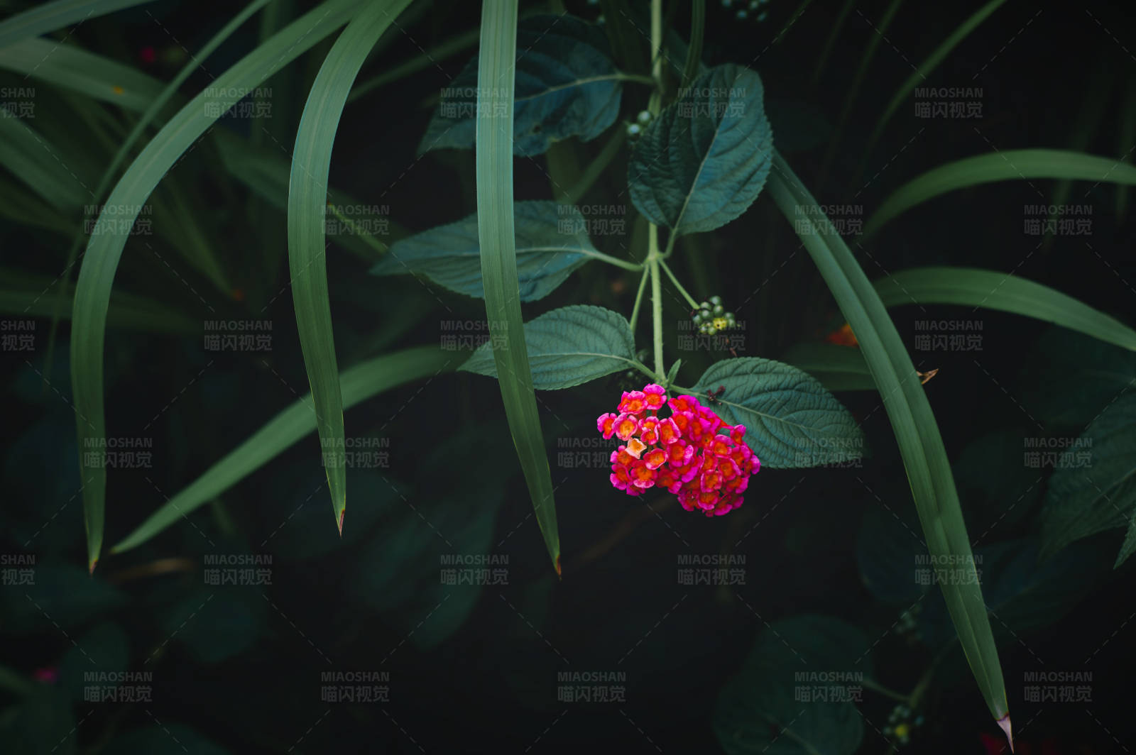 暗夜中的红花图片