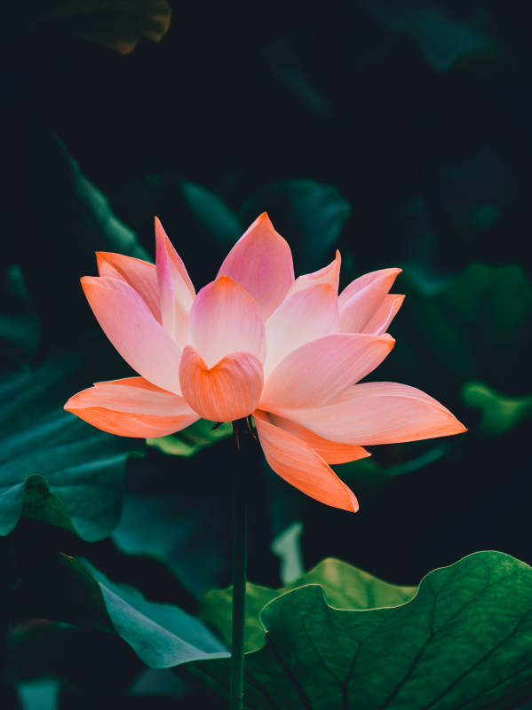 绽放的莲花图片