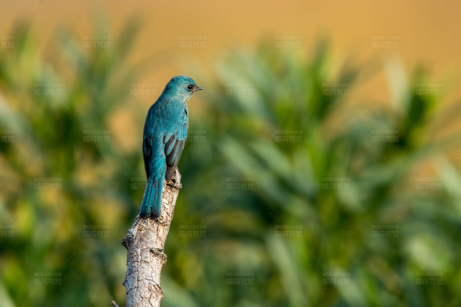 铜蓝鹟栖息枝图片