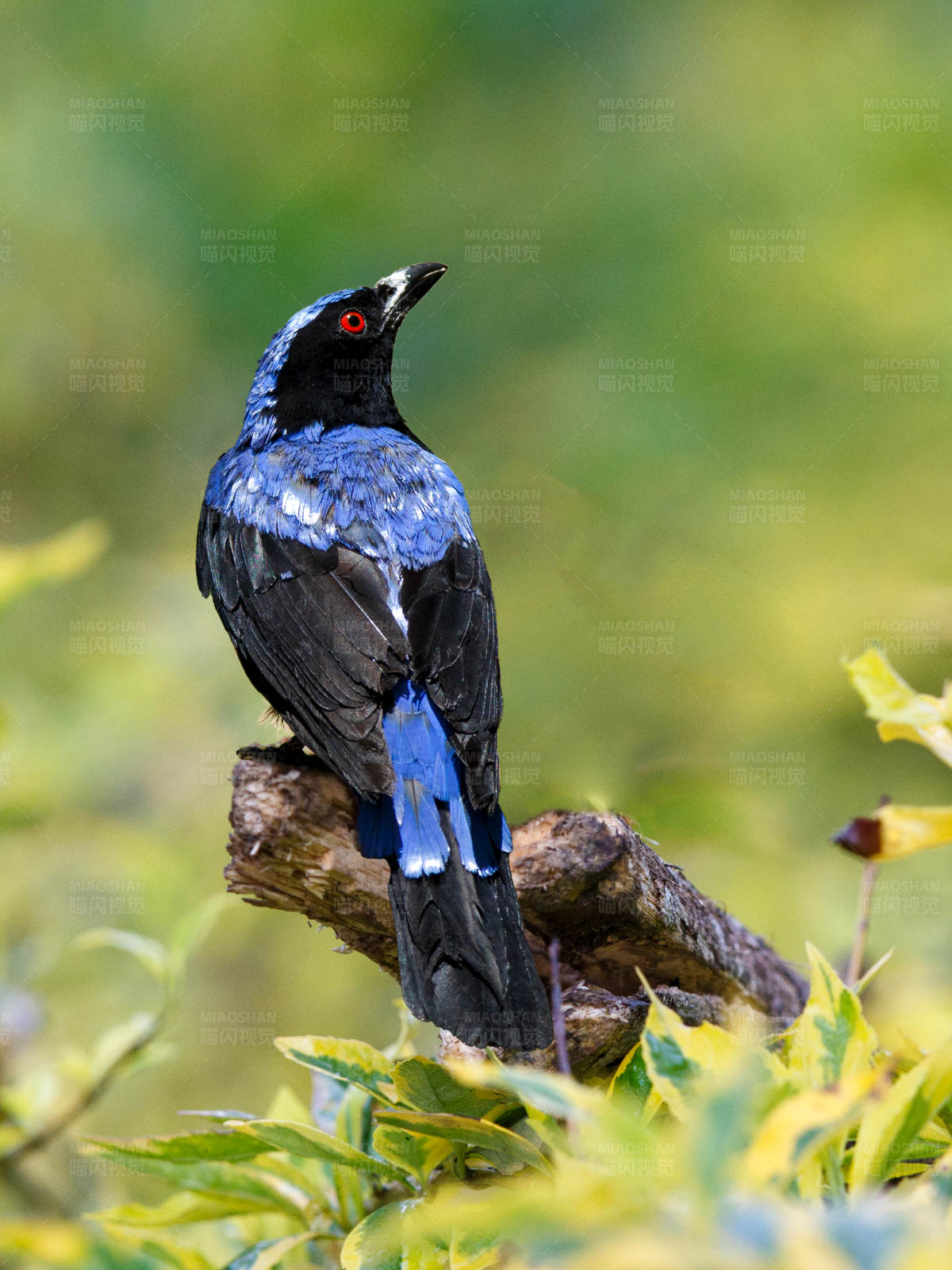 蓝黑相间的美丽鸟儿图片