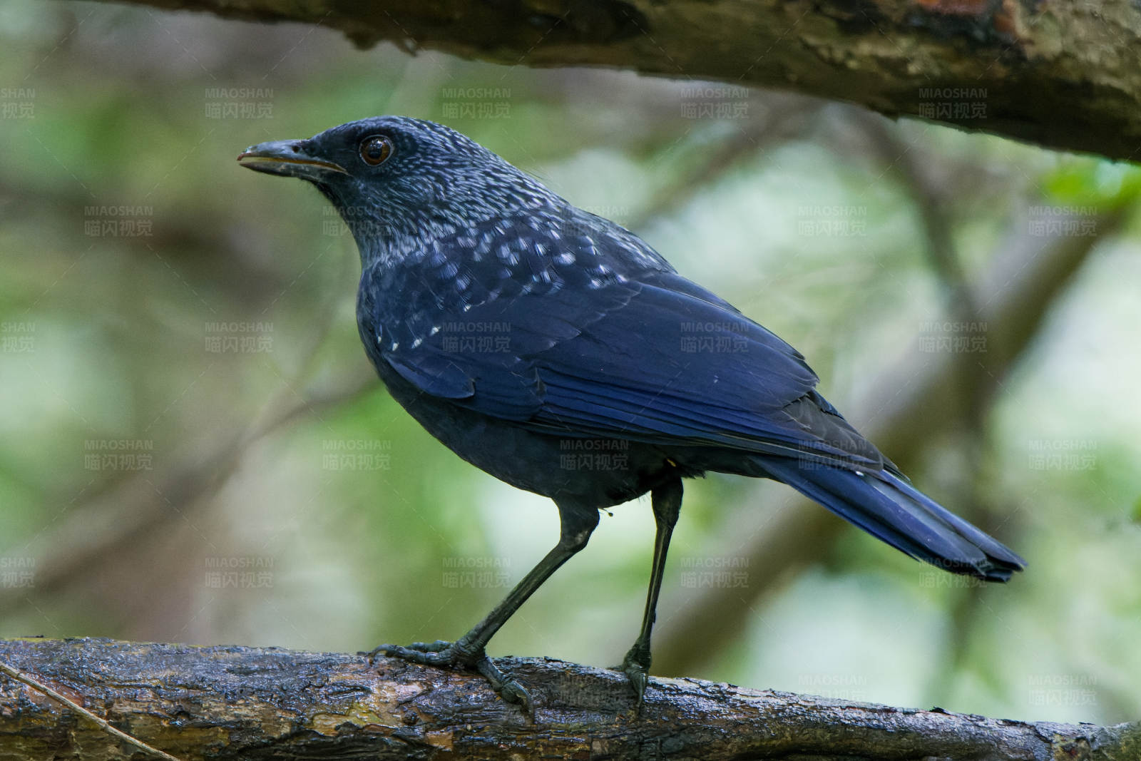 蓝斑点鸟栖息树枝图片
