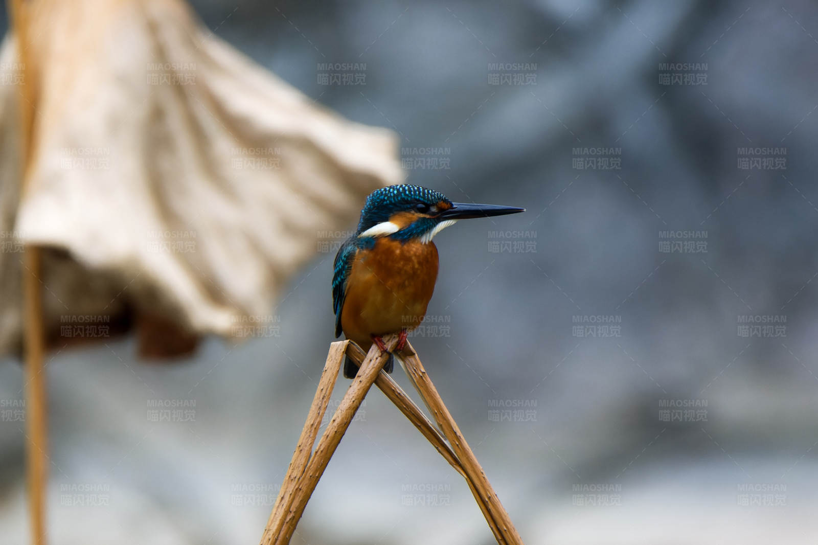 翠鸟栖息枯枝上图片