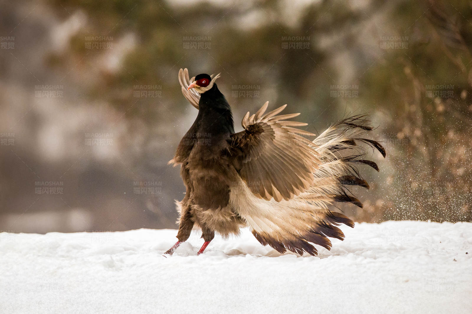 雪地中的展翅黑鸟图片