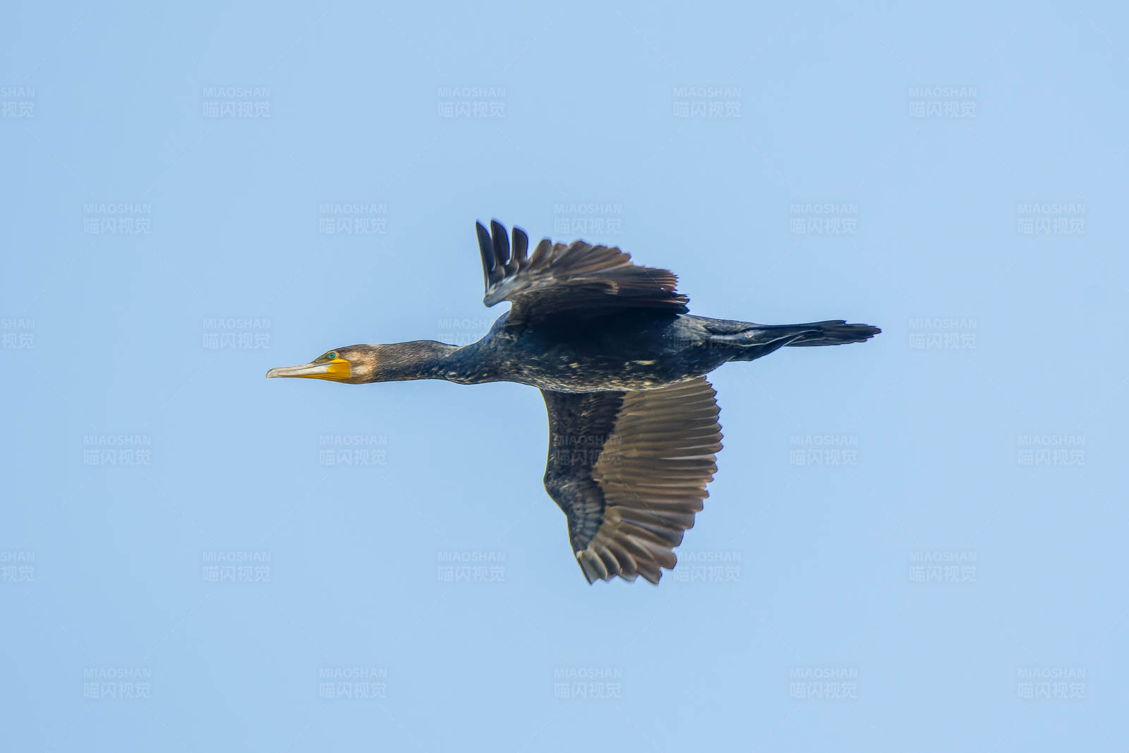 飞翔的鸬鹚图片