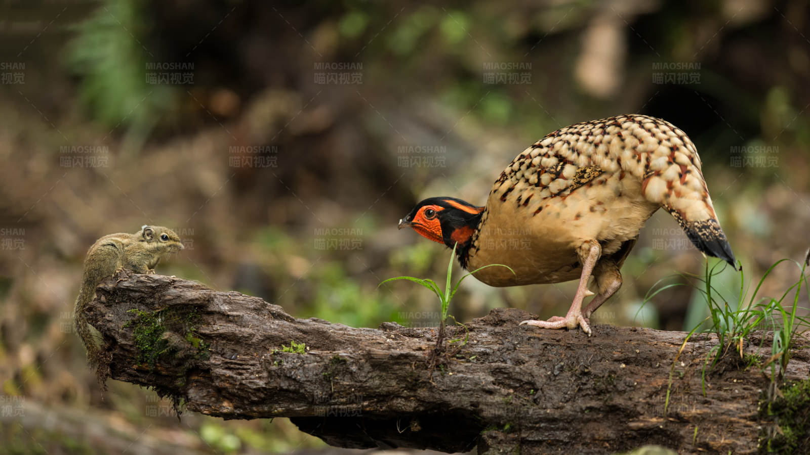 松鼠与黄腹角雉的森林奇遇图片