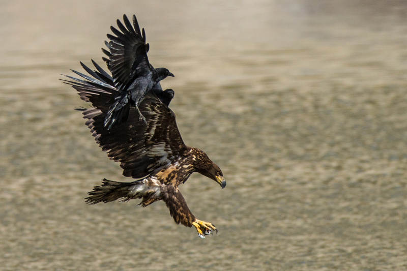 鹰与乌鸦的空中对决图片