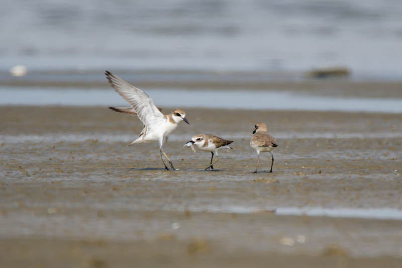 沙滩上的三只鸟图片