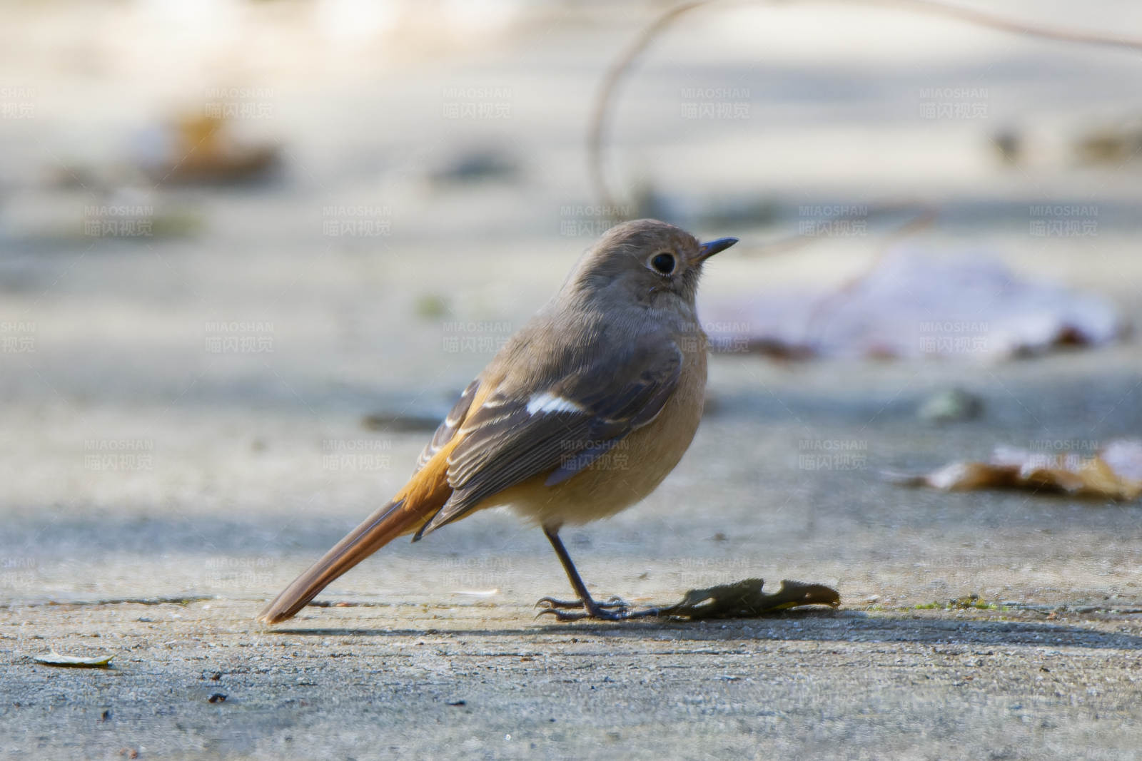 红尾鸲的地面时光图片