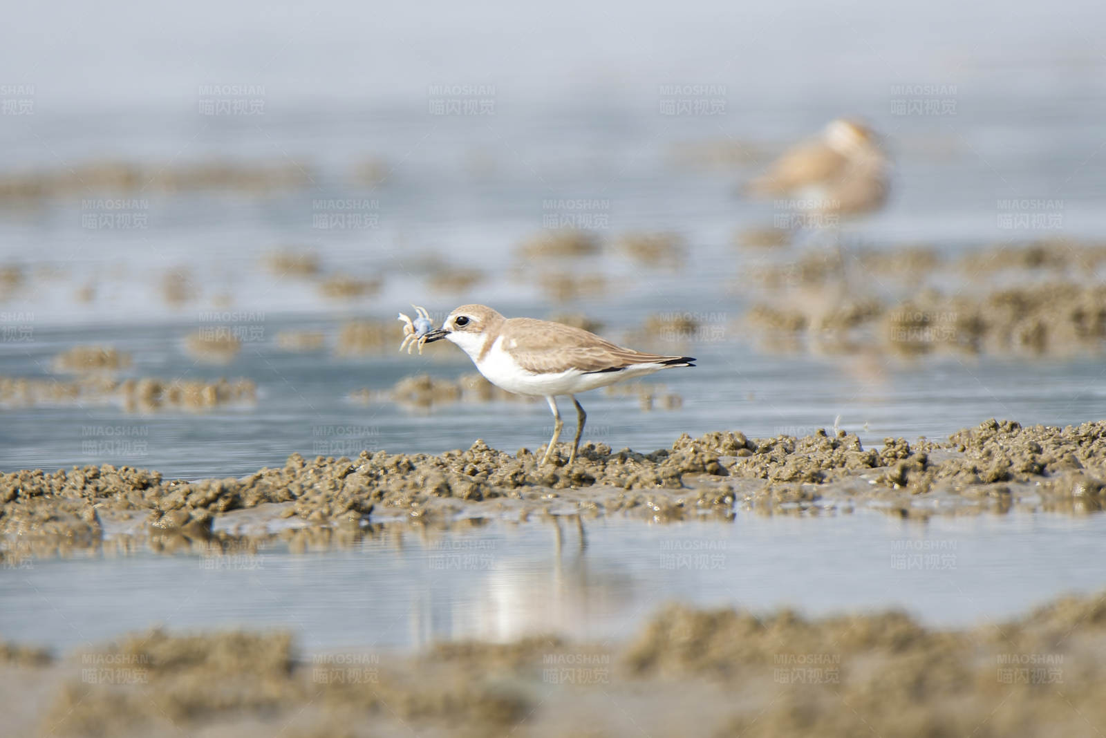 觅食的铁嘴沙鸻图片
