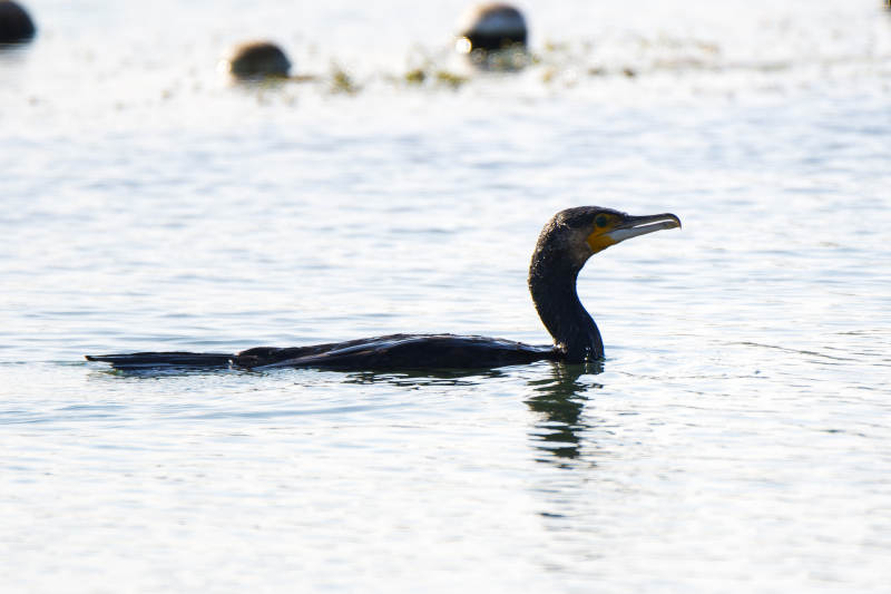 湖中游弋的鸬鹚图片