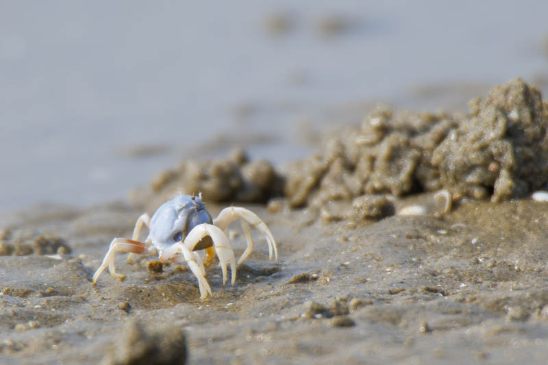 沙滩上的小螃蟹图片